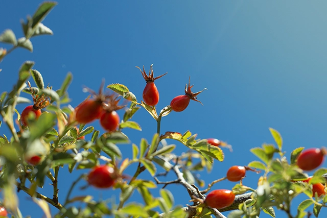 Safranfäden auf Holztisch